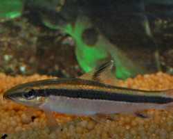 Epalzeorhynchos Kalopterus Xl