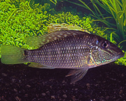 Geophagus/Satanoperca Jurupari Xl
