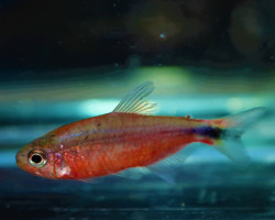 Hyphessobrycon Sp. Infernalis L