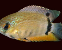 Heroina Isonycterina M