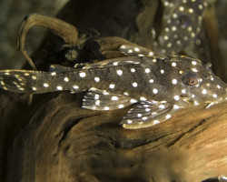 Hypancistrus Inspector L201 M