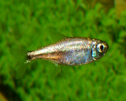 Hyphessobrycon Eos M