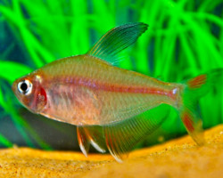 Hyphessobrycon Bentosi L