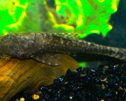 Hypoptopoma Gulare M