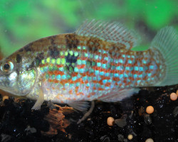 Jordanella Floridae L