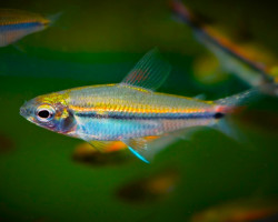 Nannaethiops Unitaeniatus M