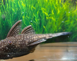 L349 Ancistrus Sp. M