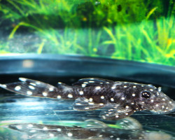 L107 Ancistrus Sp. M