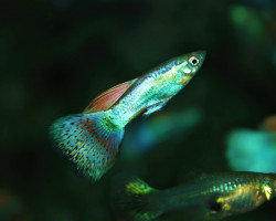 Guppy Red Glass Maschio M