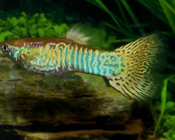 Guppy Snakeskin Yellow Maschio  M/L