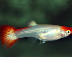 Guppy Koi  M