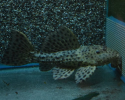 L096 Pseudacanthicus Spinosus M