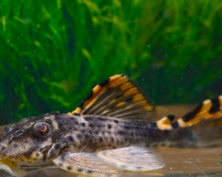 L091 Leporacanthicus Triactis Dragon Fin M