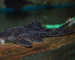 Liposarcus Pardalis L021 L