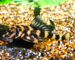 Zonancistrus Sp. L052 M/L