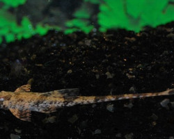 Dasyloricaria Filamentosa S