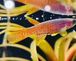 Aphyosemion Cognatum M