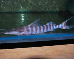 Brachyplatystoma Tigrinum S