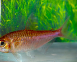 Moenkhausia Bellasomniosa M