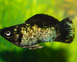 Mollie Balloon Selectric Blue M