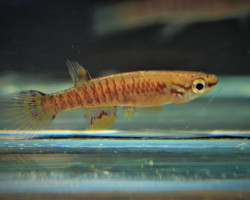 Aphyosemion Exiguum M