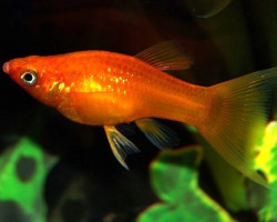 Poecilia Sphenops Red Longfin S/M