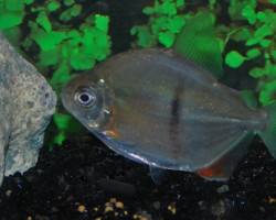 Myleus Schomburgkii M