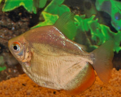 Mylossoma Duriventre L