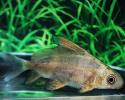 Myxocyprinus Asiaticus Asiaticus M/L