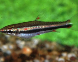 Nannostomus Trifasciatus L