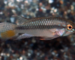 Apistogramma Barlowi L