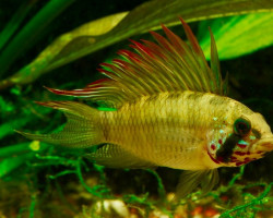 Apistogramma Piaroa M/L