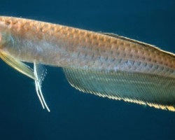 Osteoglossum Ferreirai Xl