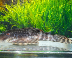 Lda078 Peckoltia Brevis L