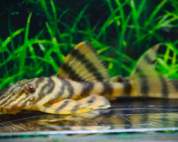 L169 Panaqolus Sp. Gold Stripe M/L