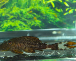 L090 Panaque Bathyphilus Show