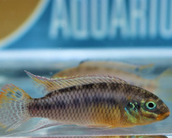 Pelvicachromis Kribensis Konya M