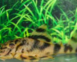 L202 Peckoltia Lineola M