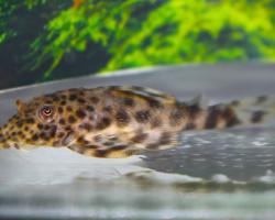 L205 Peckoltia Sp. S/M