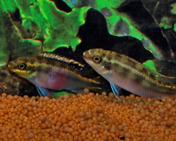 Pelvicachromis Pulcher Red L
