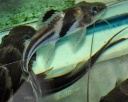 Pimelodus Ornatus Xl