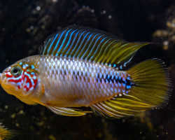 Apistogramma Sp. Opal L
