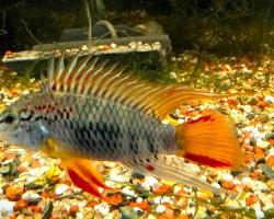 Apistogramma Sp.  D33 M