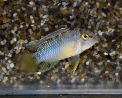 Apistogramma Nijsseni M