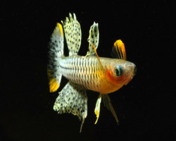 Pseudomugil Gertrudae Aru 2 M