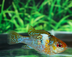 Mikrogeophagus Ramirezi Smaragd M/L