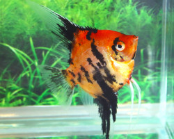 P. Scalare Red King L