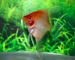 P. Scalare Red Ghost Blushing M