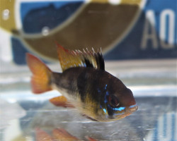 Mikrogeophagus Ramirezi Dark Devil L