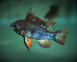 Mikrogeophagus Ramirezi Black L